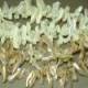 Wholesale Macaroni Shell